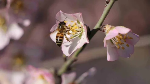 Amasya'da Badem Ağaçları Çiçek Açtı
