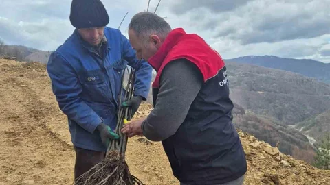Kestane Üretimi Düzce'de Artacak