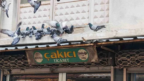 Manisa'da Kuşlar İçin Sofra Kuruyor