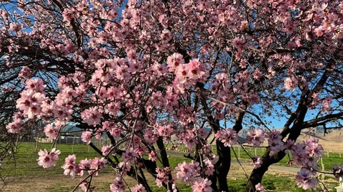 Mardin'de Badem Ağaçları Çiçek Açtı