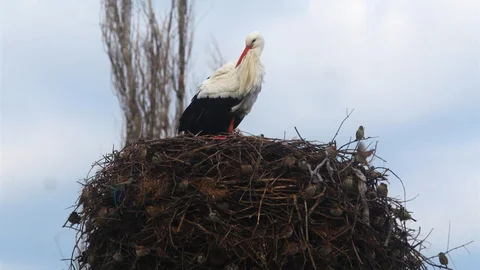 Aydın'da Leylek Sevinci Başladı