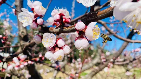 Sert Çekirdekli Meyveler İçin Uyarı