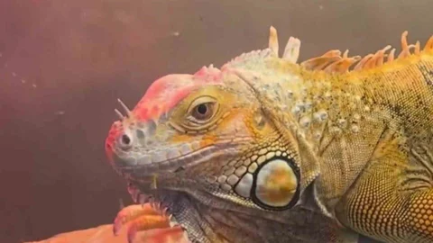 Samsun'da Koruma Altındaki Hayvanlar Ele Geçirildi