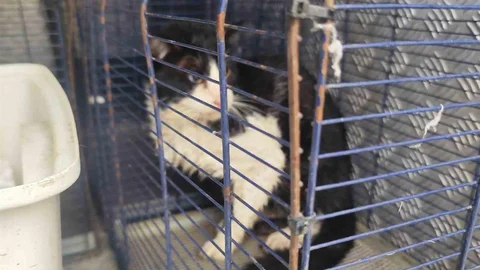 Kedinin Dereden Kurtarılması Başarıyla Gerçekleşti