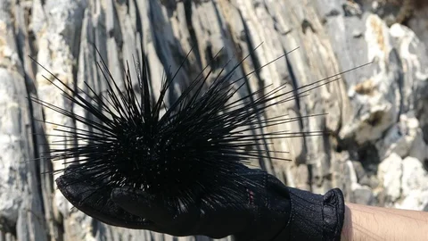 Marmara'da Denizkestanesi Avcılığına Tepki