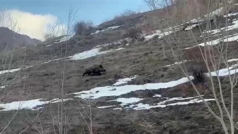Erzurum'da Yavru Domuz Arayışı
