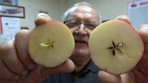 Amasya'da Misket Elma Krizi