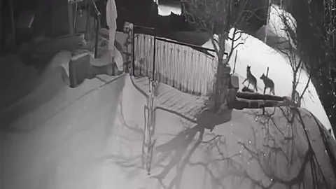 Artvin'de Kurt Sürüsü Yerleşim Alanına Girdi