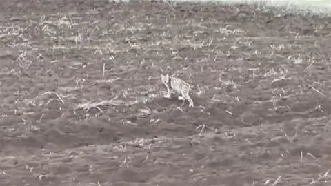 Sivas'ta Yavru Vaşak Görüntülendi