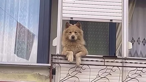 Tekirdağ'da Balkondaki Sevimli Köpek