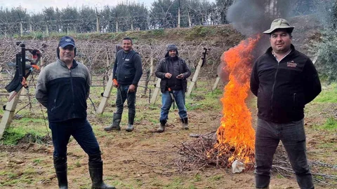 Manisa'da Üzüm Bağlarında Budama Çalışmaları