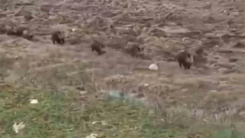 Siirt'te Domuz Sürüsü Görüntülendi