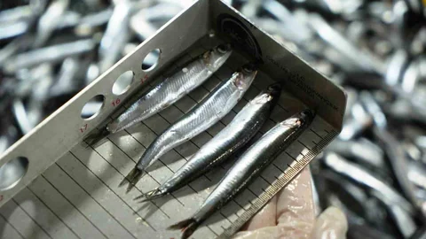 Samsun'da Avcılık Denetimlerinde Ceza Yağmuru