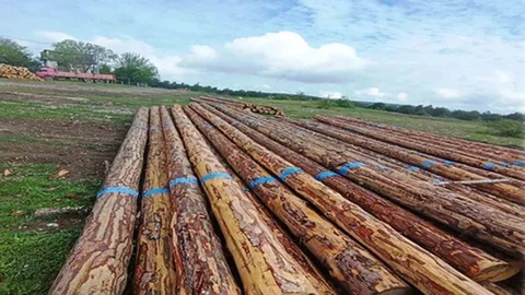 Samsun Orman Üretiminde Önemli Katkı Sağladı