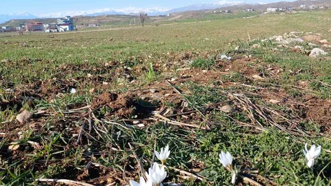 Kulp’ta Çiğdemler Açtı