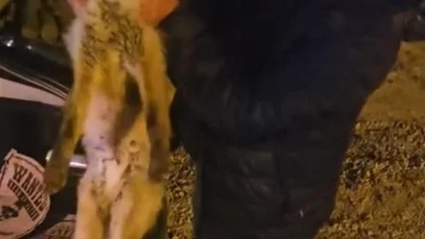 Yaralı Tilki İçin Seferberlik Başlatıldı