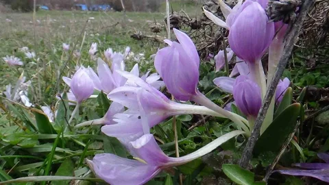 Bolu'da Çiğdemler Açtı
