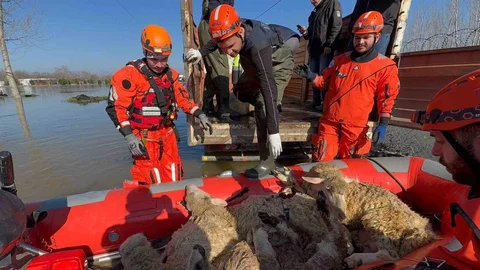 Edirne'de Hayvan Kurtarma Operasyonu