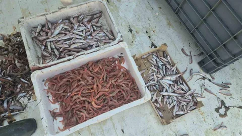 Tekirdağ'da Balıkçıların Av Sezonu Başladı