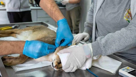 Aydın'da Saz Kedisi Doğaya Salındı