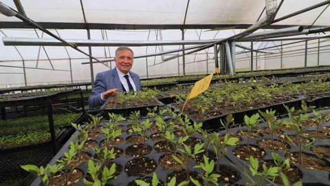 Honaz'da Kadınlara Çiçek Dağıtılacak