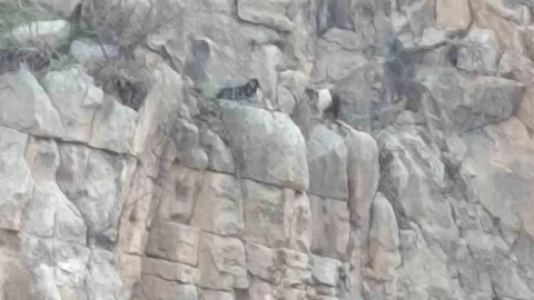 Siirt'te Mahsur Kalan Keçiler Kurtarıldı