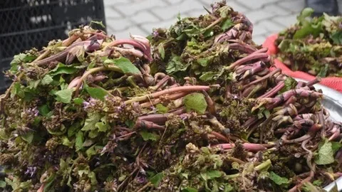 Sinop'ta Zılbıt Otu Pazara Çıktı