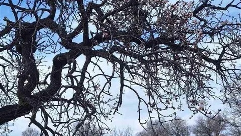 Ergani'de Badem Ağaçları Çiçek Açtı