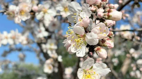 Erken Çiçek Açan Badem Ağaçları Üreticiyi Endişelendiriyor