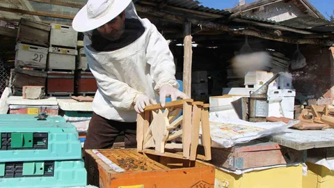 Amasya'da Arıların Seçim Yöntemi
