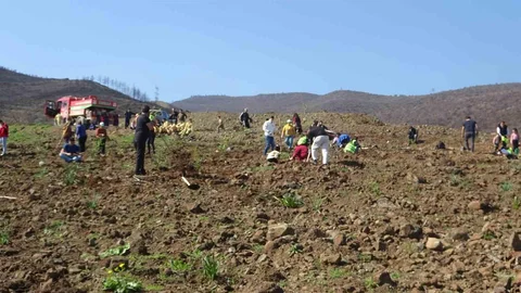 Hatay'da Fidan Dikimi Etkinliği Gerçekleşti