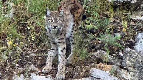 Ormanın Hayaleti Vaşak Kemaliye'de Görüntülendi