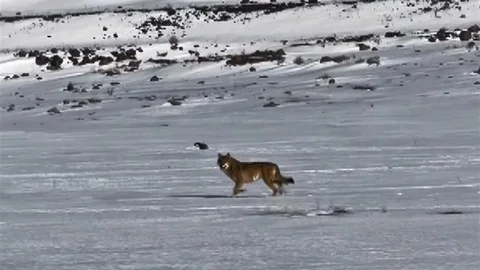 Kars'ta Kurtun Aracı Takibi Görüntülendi