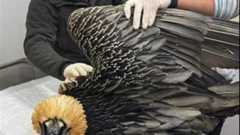 Artvin'de Sakallı Akbaba Yeniden Doğaya Salındı