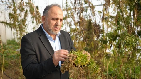 Ondokuz Mayıs Üniversitesi'nden Kenevir Projeleri