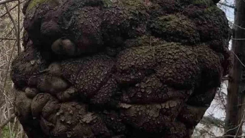 Trabzon'da Dev Ağaç Yumrusu Bulundu