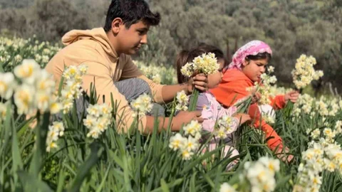 İzmir'de Nergis Bitkisi Bilimsel Araştırmalara İlham Veriyor