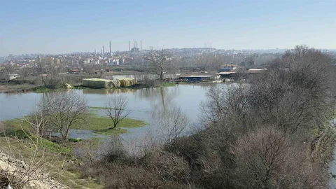 Edirne'de Hayvanlar Su Altında Kaldı