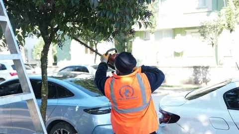 Düzce'de Ağaç Bakım Çalışmaları