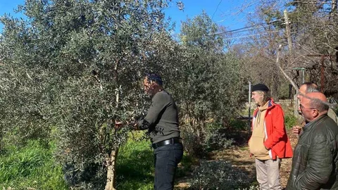 Menteşe'de Zeytin Ağaçları İçin Eğitimler Devam Ediyor