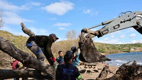 Fırtınada Devrilen Ağaçlar Yeniden Dikecek