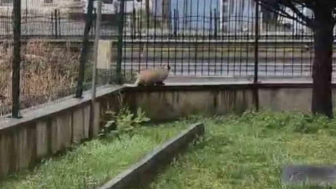 Porsuk Site Bahçesine Girdi