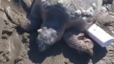 Gökçeada'da Caretta Caretta Sahile Vurdu