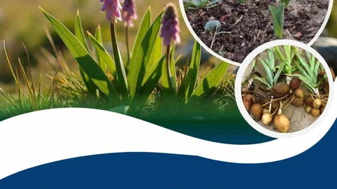 Adıyaman'da Salep Üretimi Projesi