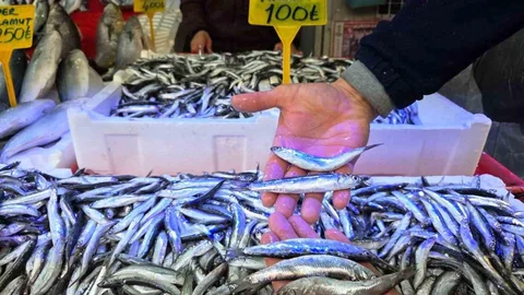 Karadeniz'de Hamsi Bolluğu Yaşanıyor