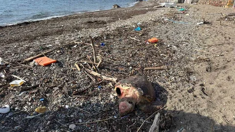 Ayvacık'ta Ölü Caretta Caretta Bulundu