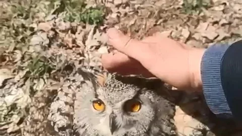 Elazığ'da Puhu Kuşuna Sevgiyle Yaklaşıldı