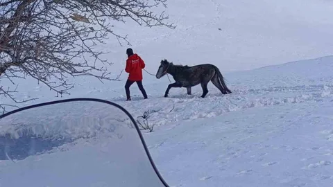 Bingöl'de Yaralı At Kurtarıldı