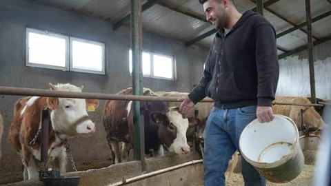 Bayburt'ta Yem Desteği Çiftçileri Sevindirdi