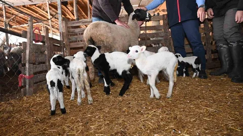 Denizli'de Koyun 9 Yavru Doğurdu